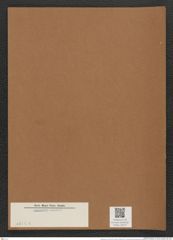 Rhaphoneis sp. (de-Toni-Nr.: Genus 78, Species 1812 ?) Zeichnungen Sammlung Grunow Mappe 03014 (Herbarium_W_Grunow_drawings_Folder_03014)